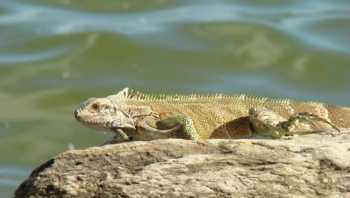 Close-up of iguana on rock