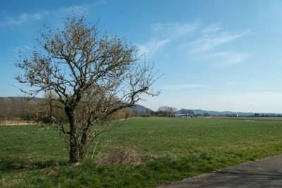 Trees on grassy field