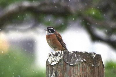 Bird perching on a wood