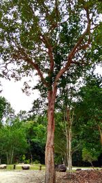 Trees on landscape against sky