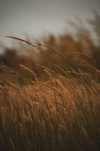 Close-up of wheat growing on field