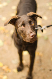 High angle portrait of dog standing on land