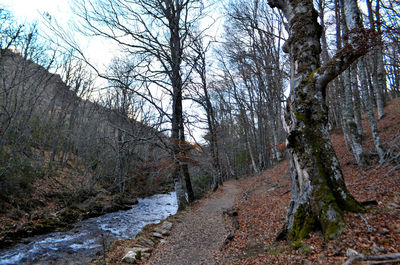 Footpath amidst bare trees in forest