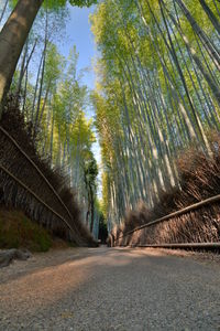 Road amidst trees in forest