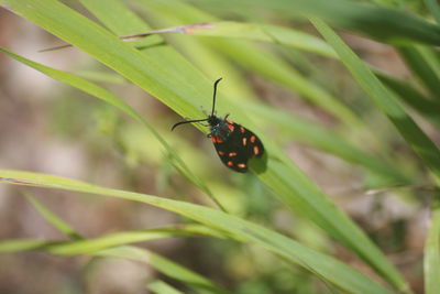Close-up of insect on plant