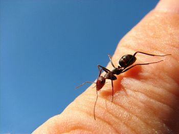 Close-up of cropped hand