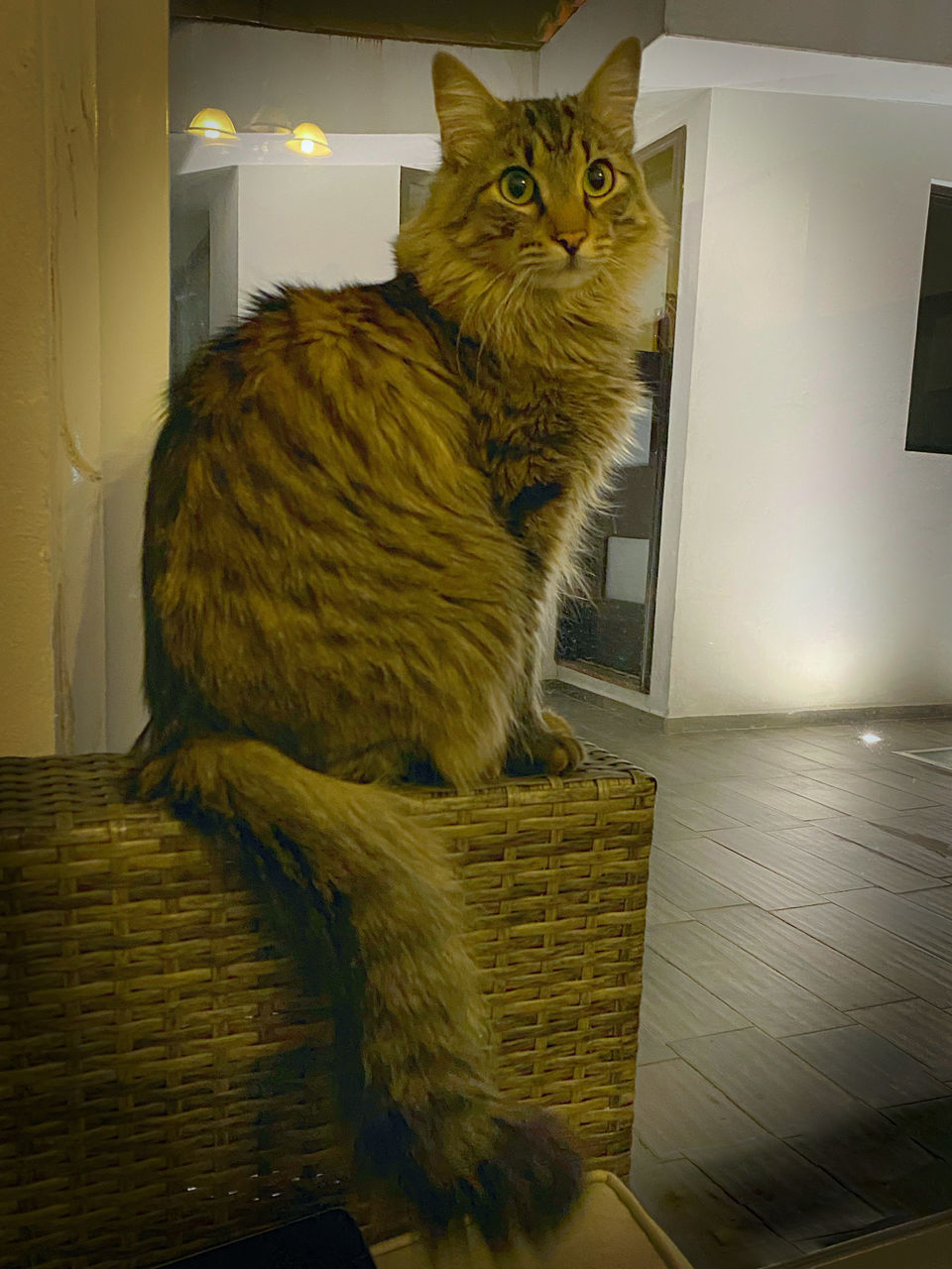 PORTRAIT OF CAT SITTING IN BASKET