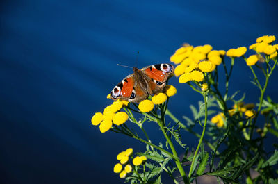 Close-up of butterfly pollinating on yellow flower