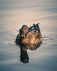 Duck swimming in lake