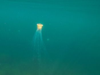 View of jellyfish swimming in sea