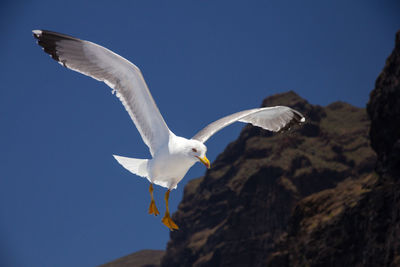 Low angle view of seagull flying