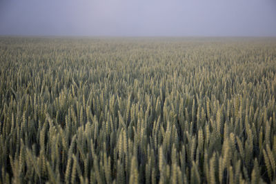 Full frame shot of wheat field against sky