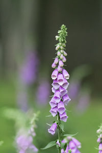 Close-up of purple flowers blooming outdoors