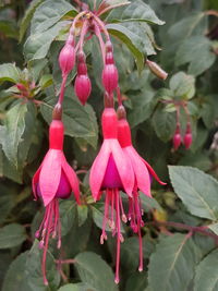 Close-up of pink flowers in park