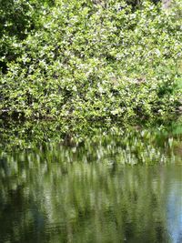 Scenic view of lake in forest