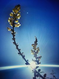 Low angle view of flowers against blue sky