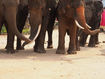 Low section of elephant standing on land