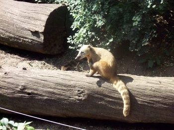 Cat sitting on wood against trees