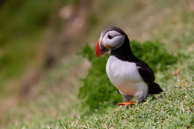 Genus fratercula. puffin atlantic bird in ireland. saltee island