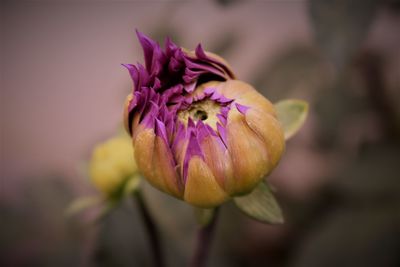 Close-up of purple flowering plant