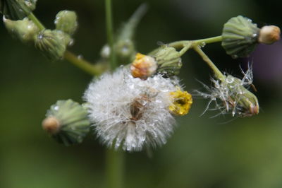 Close-up of white flowering plant