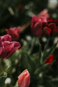 Close-up of red rose