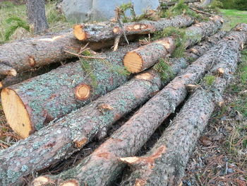 Close-up of rusty log