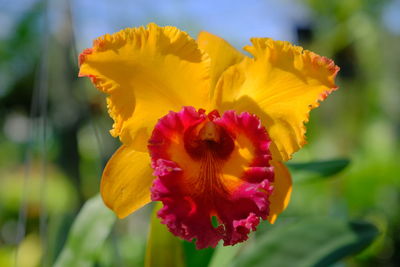 Close-up of yellow flowering plant