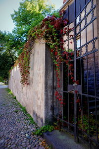 Red wall in front of trees