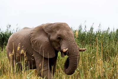 View of elephant in the field