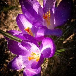 Close-up of purple crocus flower