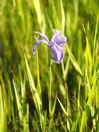 Close-up of purple flowering plant on field