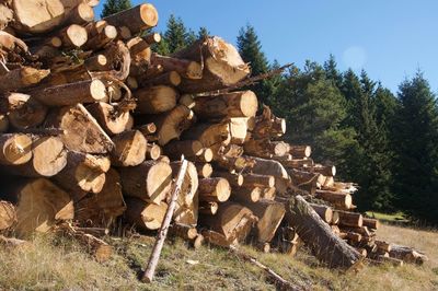 Stack of logs in forest