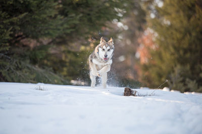 Dog in snow