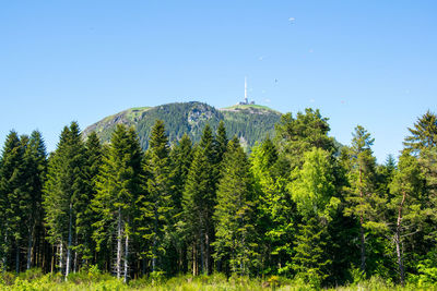 Scenic view of forest against clear blue sky