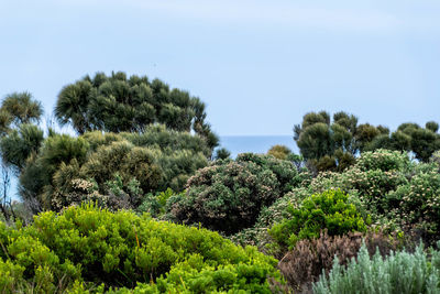 Trees on landscape against clear sky
