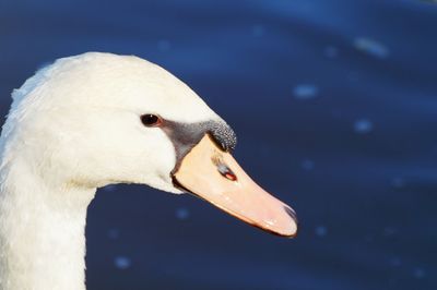 Close-up side view of a swan