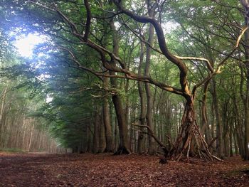 Trees in forest