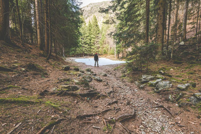 Rear view of man standing amidst trees in forest