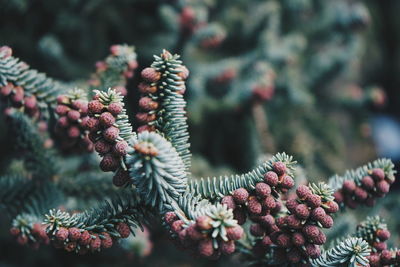 Close-up of pine cone on tree