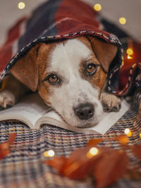 Close-up portrait of a dog