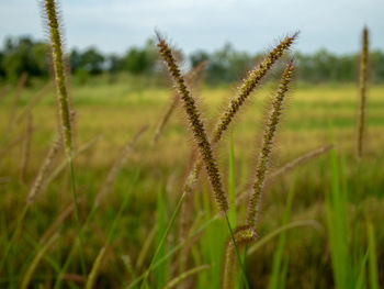 Close-up of stalks in field