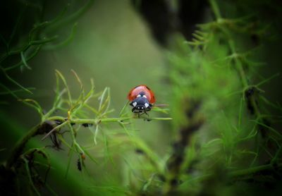 Close-up of ladybug on leaf