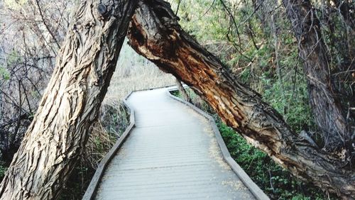 Boardwalk amidst trees in forest