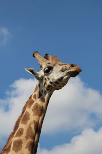 Low angle view of giraffe against sky