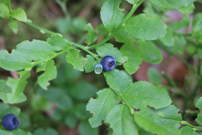 Close-up of berries growing on plant