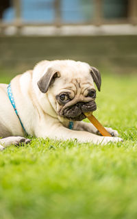 Close-up of dog in grass