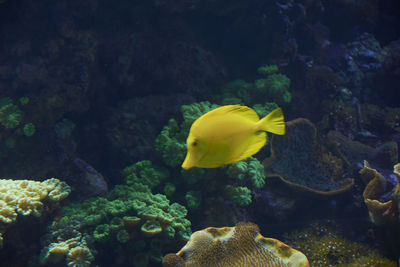 Small yellow fish in the ocean,lonely, shiny, rocks, algae