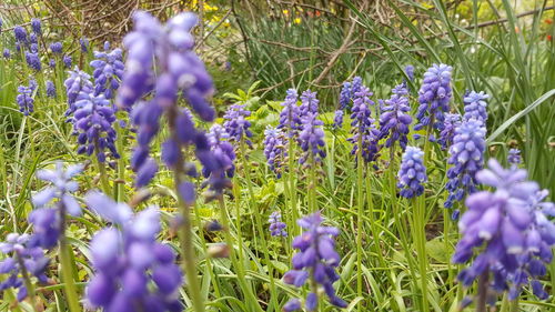 Close-up of purple crocus flowers blooming on field