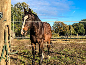 Horse standing in field against sky